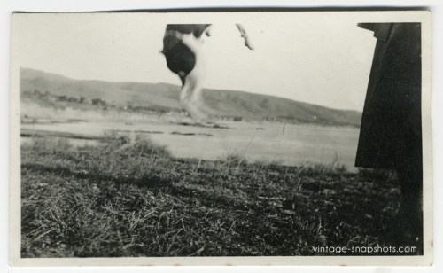 Vintage photo of a dog jumping out of the frame, circa 1920s