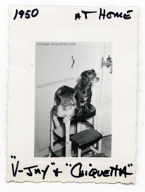 1950 snapshot of a cat and dog, with their name of the cat noted as "V-Jay," perhaps after V-J Day