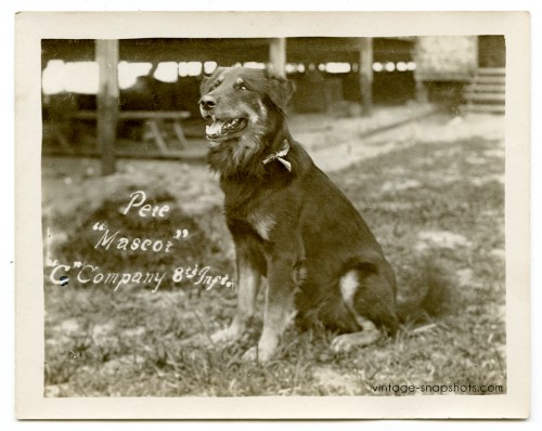 Vintage circa WWI photo of a dog named Pete who was the mascot for the US Army C Company, 8th Infantry