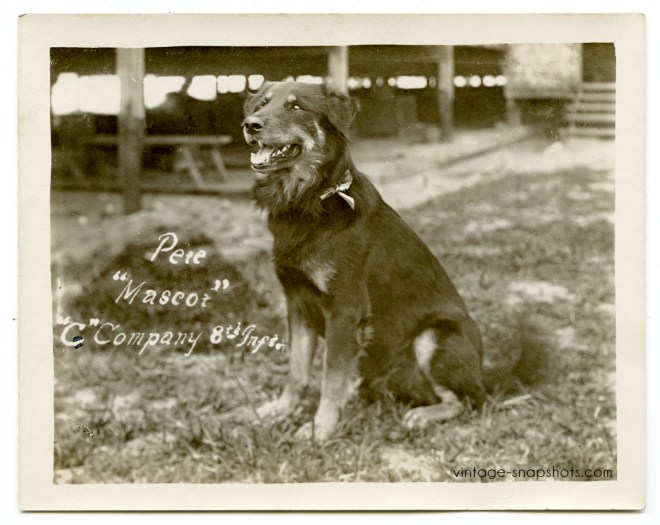Vintage circa WWI photo of a dog named Pete who was the mascot for the US Army C Company, 8th Infantry