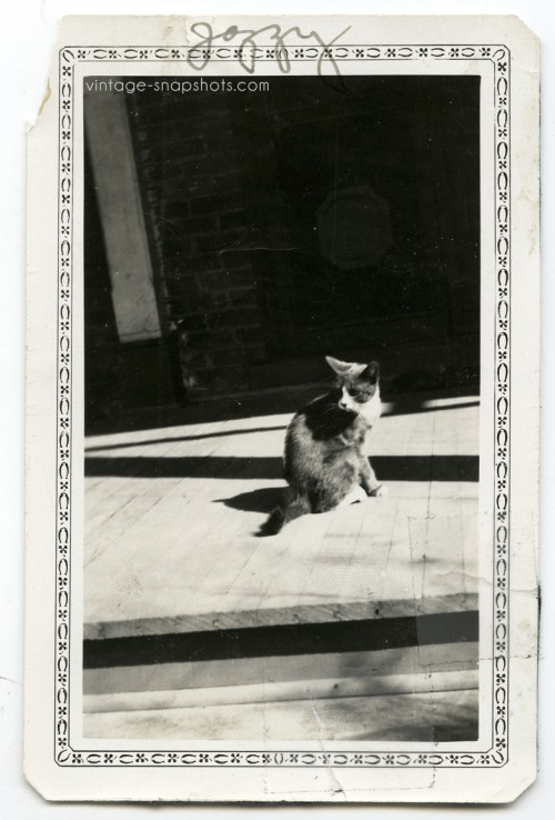 Jazzy-the-Cat-beautiful-old-1920s-snapshot-photo