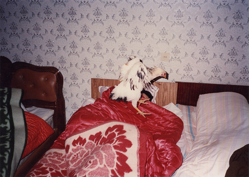 Nutty chicken leaps on sleeping man